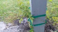 Training my Hurricane Katrina rose to grow up an old horse stall