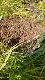 Рой пчелиный.Приколы с пчёлами.