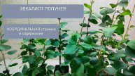 🟢ЭВКАЛИТП ПОПУНЕЯ. Координальная стрижка и содержание.