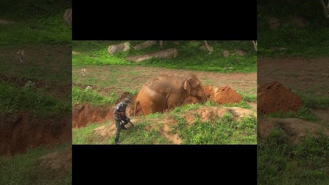 Lifesaving mission of an elephant #shorts #elephantvideos