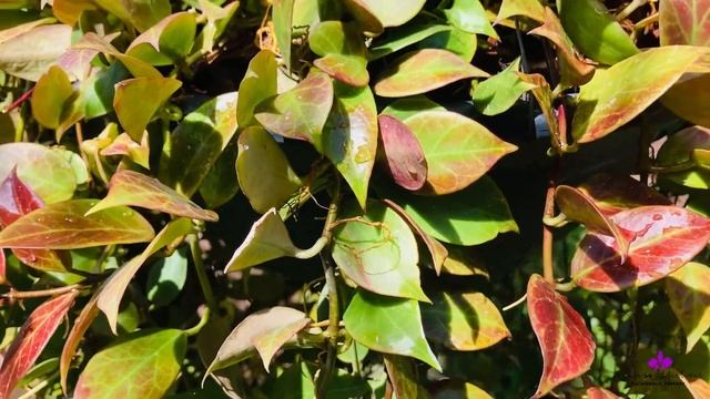 Hoya care for the advanced grower | How to "Sun stress"