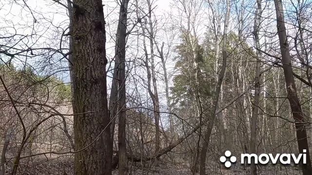 ‼️ Relaks. ‼️ Релакс. Пение соловьев ‼️