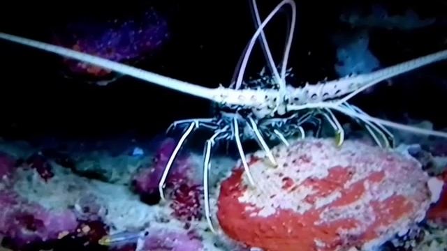 Умиротворяющая музыка моря для релакса