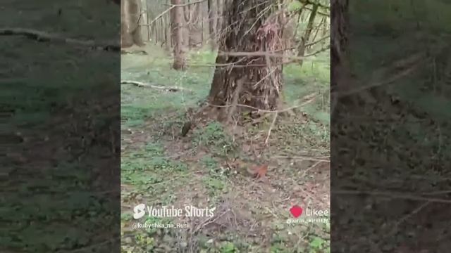 Игра маленьких пушистых  белочек🐿️🐿️🐿️