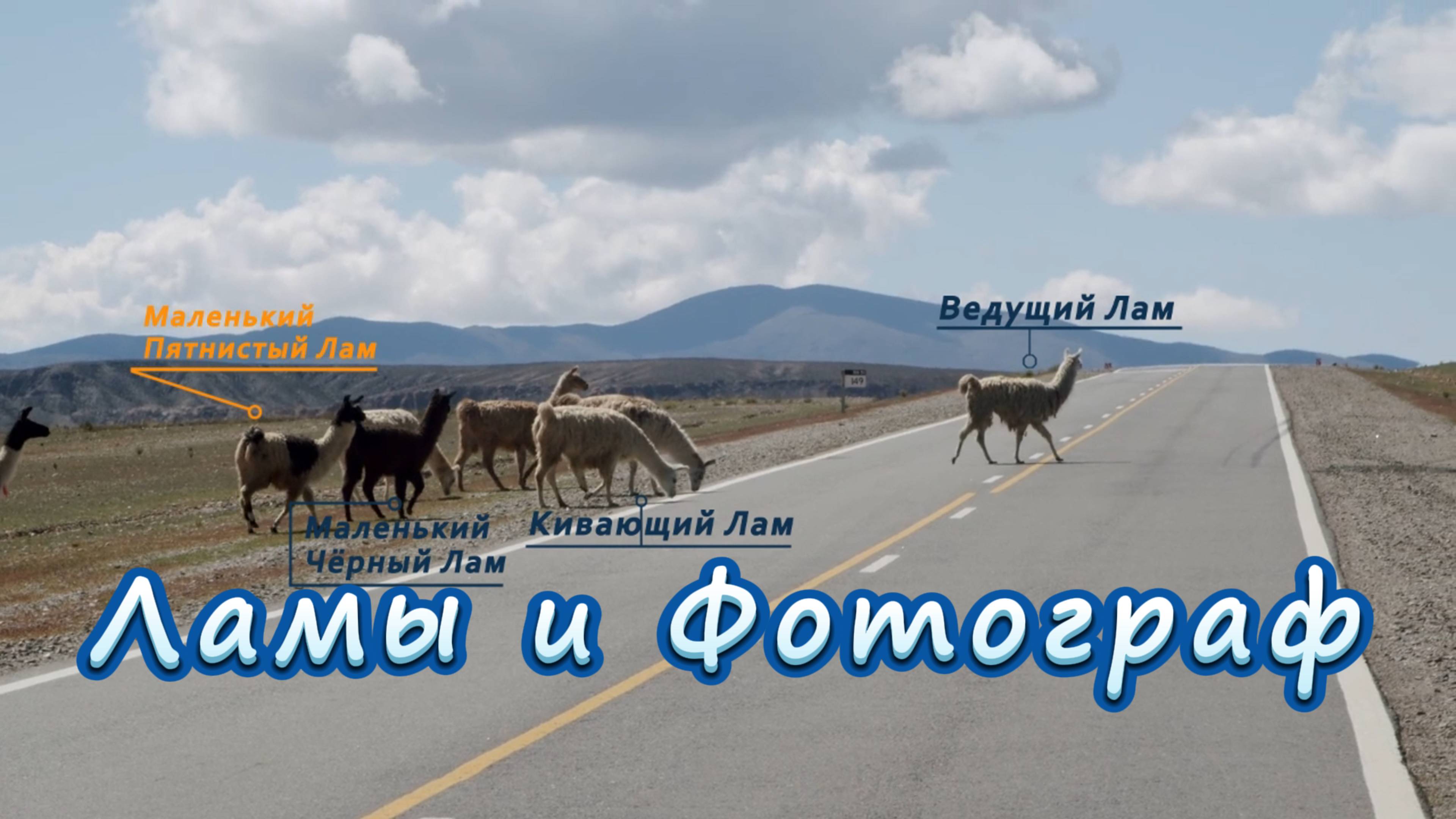 Ламы и Фотограф