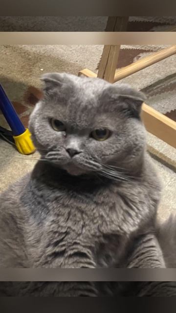 Кто-то сказал,что наша кошка не сигма.