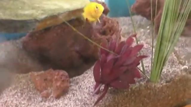 orange chromide fry