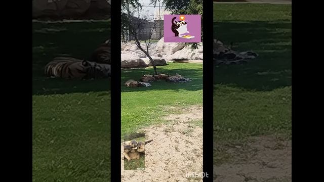 Дубайский зоопарк🐈🐈⬛🐱