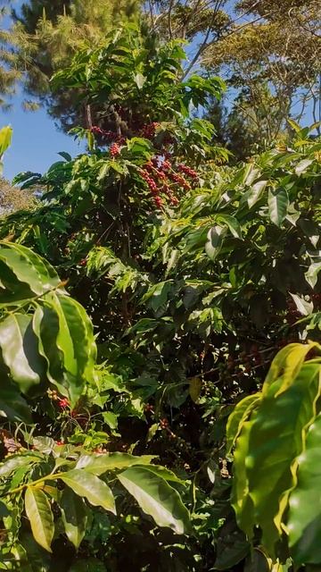 CAFICULTURA EN LA SELVA CENTRAL  PERENE CHANCHAMAYO#shortvideo #café #subscribers