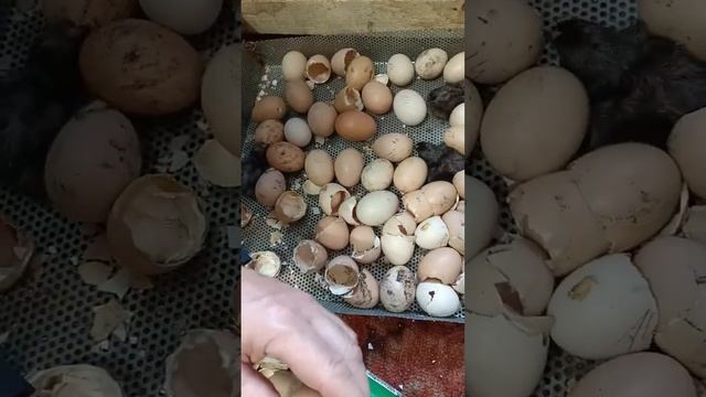 Инкубация с подкладыванием в бытовых условиях бытовыми инкубаторами40524 чӗпсем кӑларни