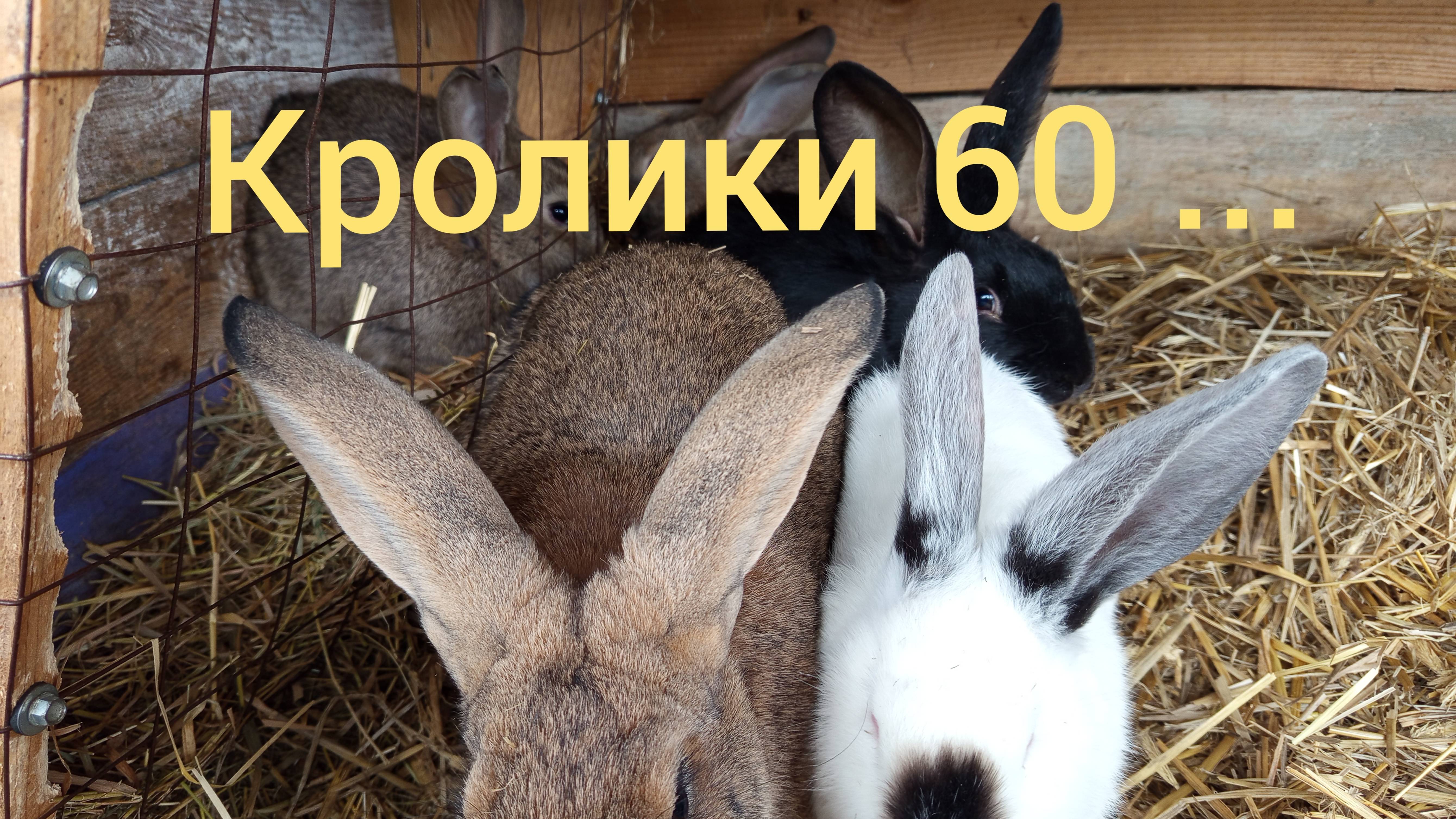 Кролики 60 ...