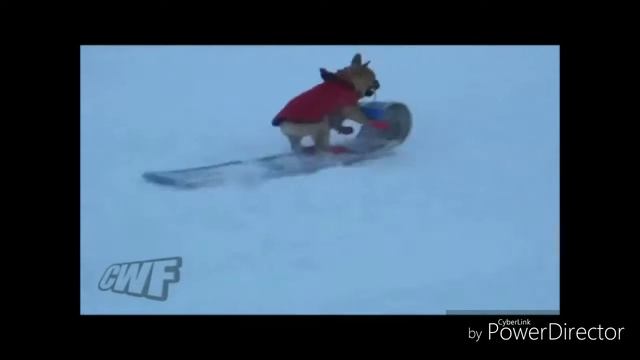 Dog Steals Snow Sled (GTA version)