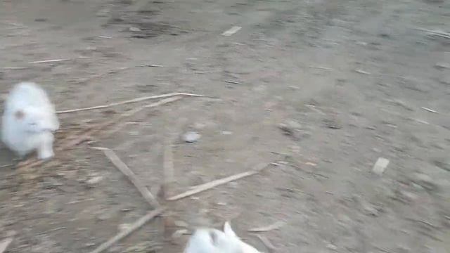 Russian Puppies