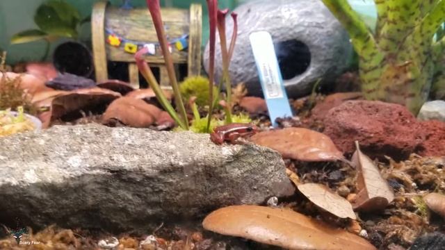 New Dart Frog Tank Santa Isabel and Terriblis Mint