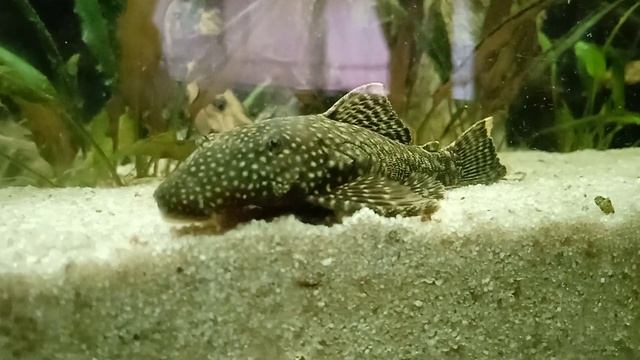 Aquarium Aftermath 20.08.2023 #010 Ancistrus sp.