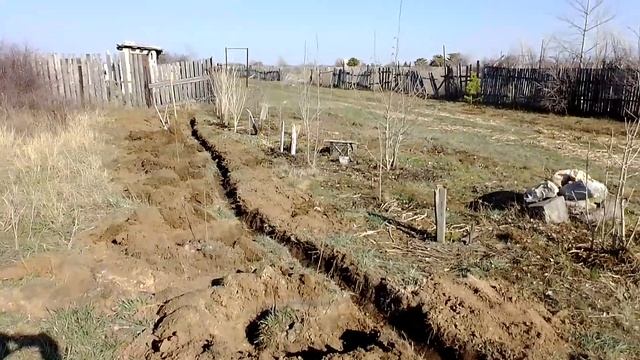 ЛЕСОПОСАДКА НА ДАЧЕ 2019