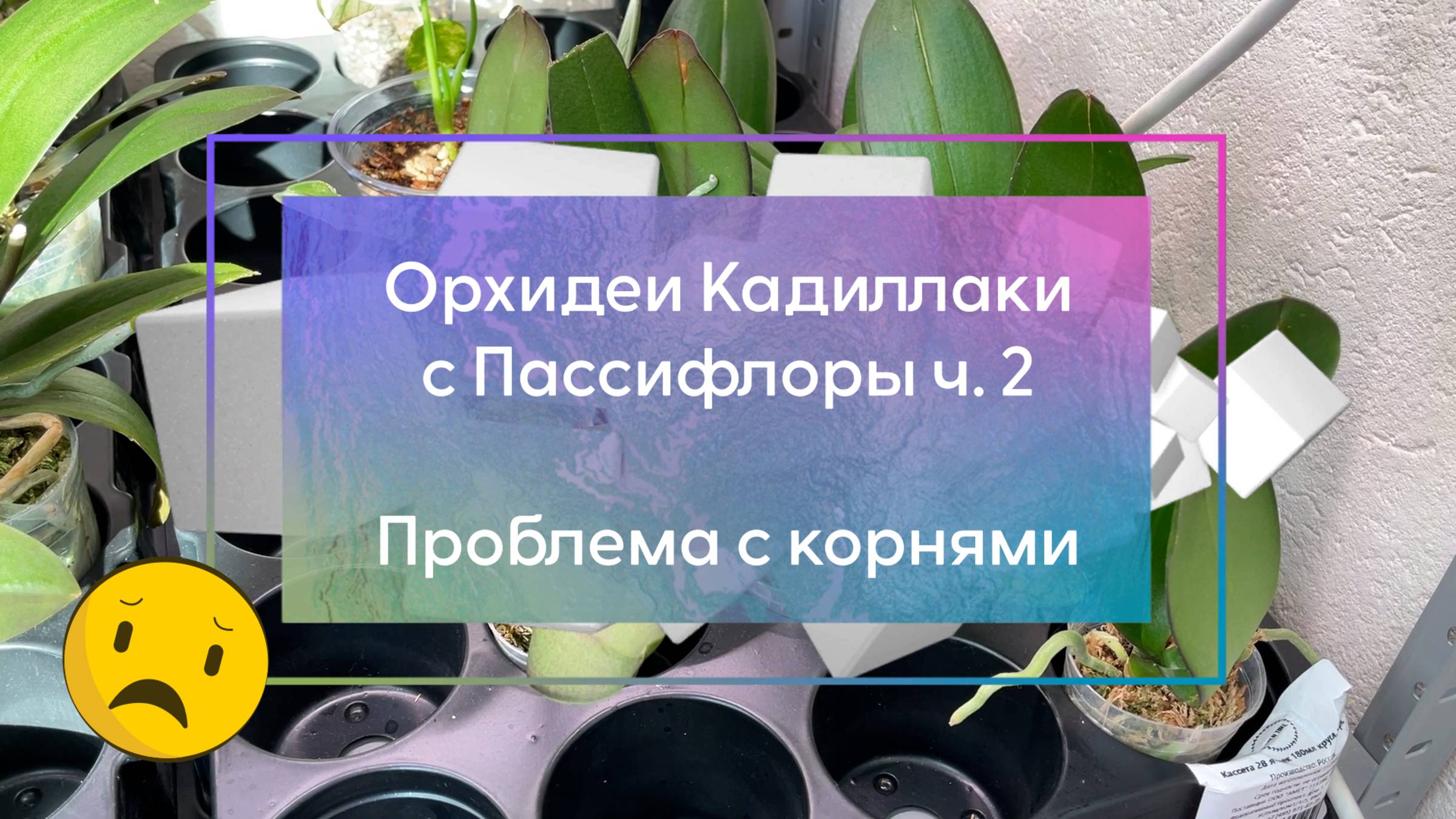 Кадиллаки с Пассифлоры ч.2