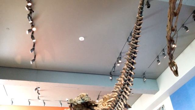 Triceratops Fossil