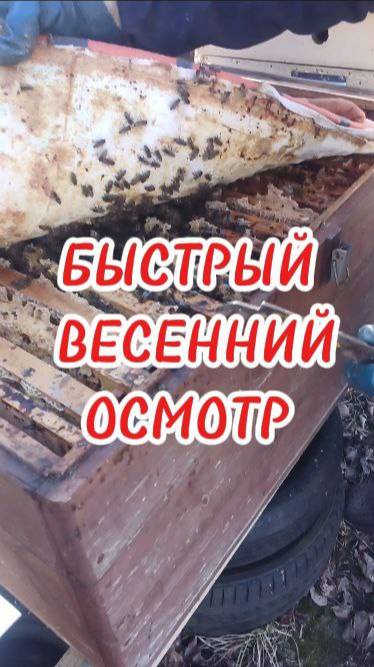 БЫСТРЫЙ ВЕСЕННИЙ ОСМОТР ПЧЕЛ