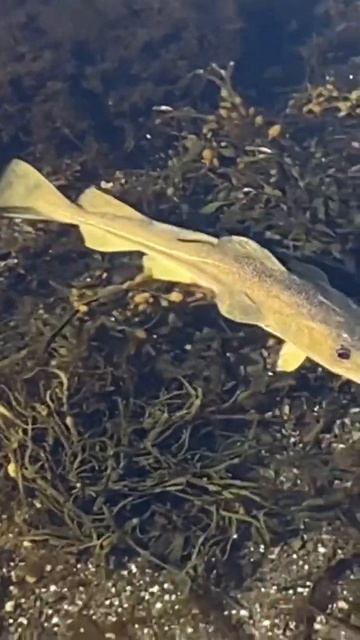 GIANT COD feeding in shallow water! #shorts #cod #fish #ocean