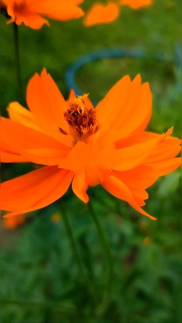 Sulfur cosmos Plant sunflower family Asteraceae yellow cosmos Nature #nature naturebeauty shorts