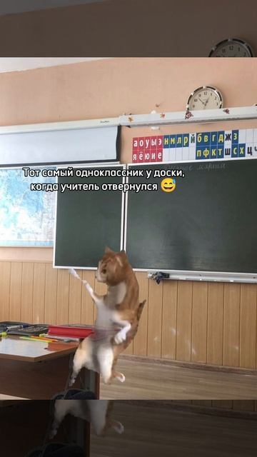 Развлекает весь класс 🤭