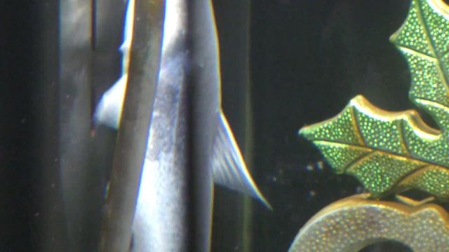 ブルーカンディル (ヨコハマおもしろ水族館) 2017年12月16日