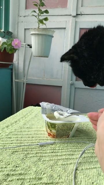 Buongiorno 🌿 Black cat 🐈⬛ eating yogurt 😋 Gattissimi 😻 summer day 🌿 cat asmr 🐈⬛
