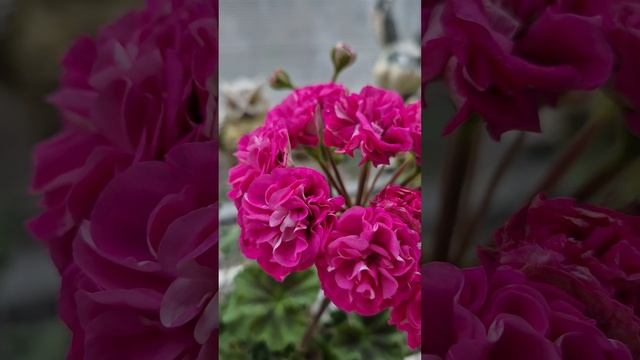 Ю-Грушенька