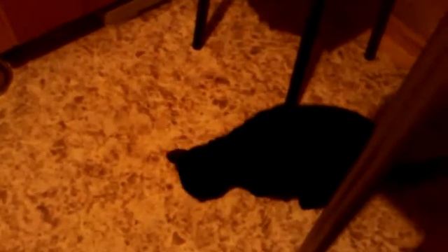 Лора кушает! (1-я серия"Огурец")Cat east cucumber in Siberia!