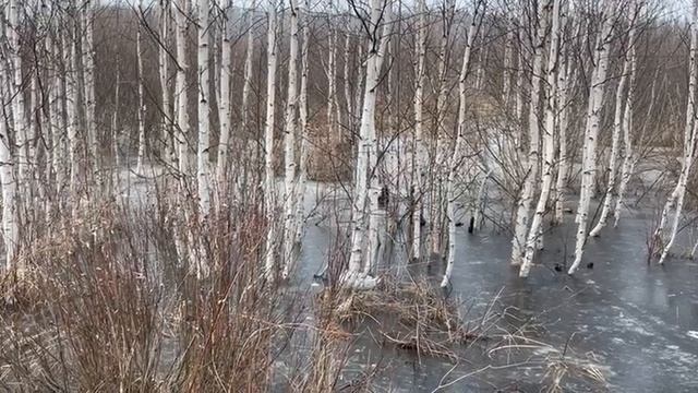 Лес во льду