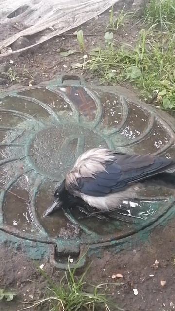 Мокрая ворона захотела пить \ Wet Hooded crow wants to drink