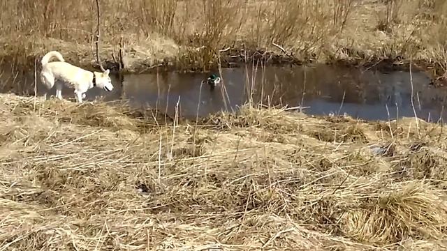 кто умеет держаться на воде
