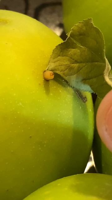 Organic Apple with Worms?!