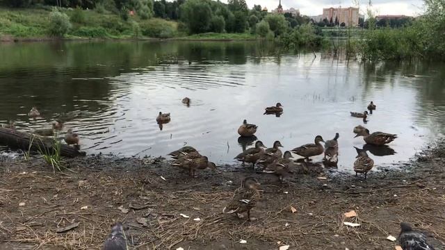 Опять кормим уток