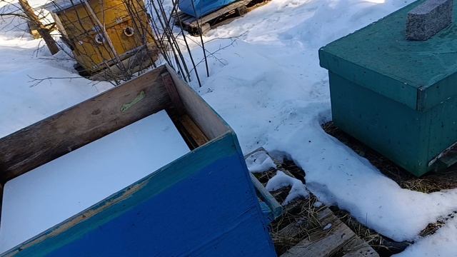 мое мнение о споре карника или бакфаст