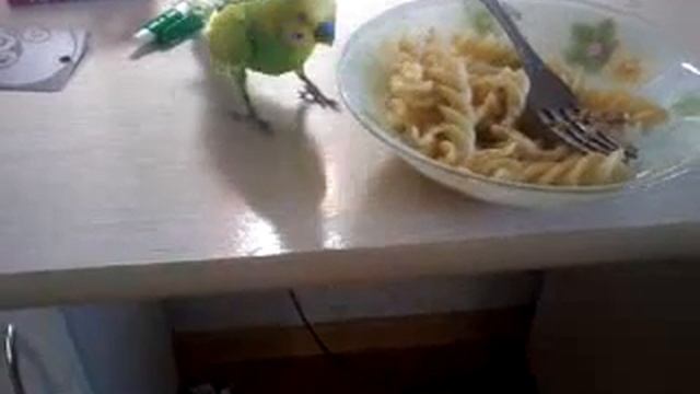 Вредный попугай!!!