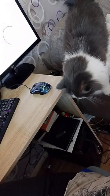 Барселла, ты мой маленький котеныш