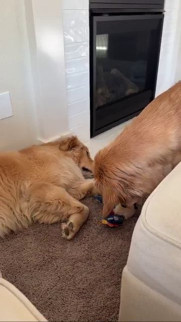 Mission Possible staring "Dog Cruz"