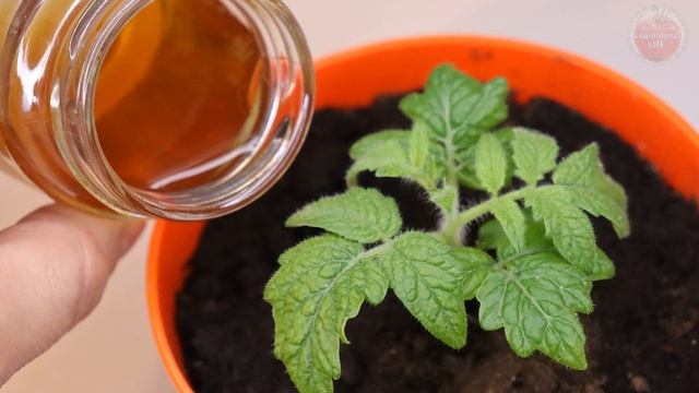 Подкормка для рассады из Советского Союза от которой растения разносит буквально на глазах!