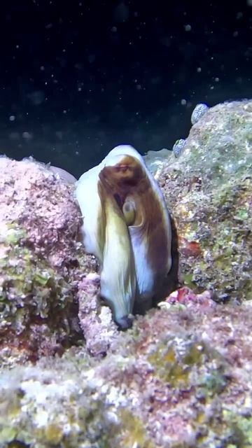 Octopus Colour shift #marinelife #marinemystery #usa #Octopus #ocean