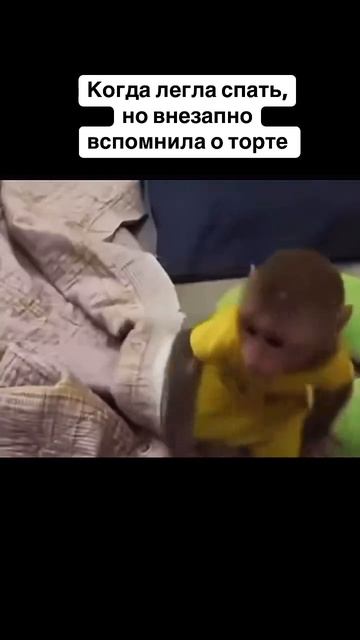 Любители тортика