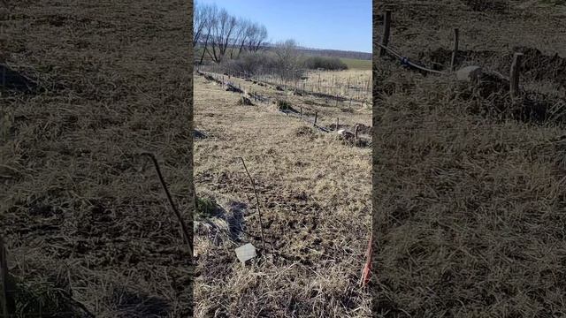 Сад фундука в марте 2025 года после схода снежного покрова