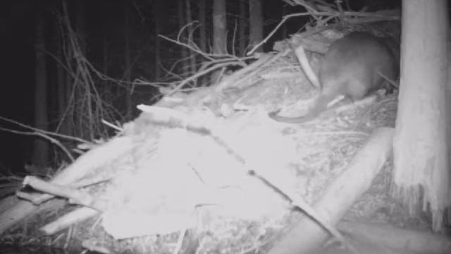 Why you should set beaver lodges