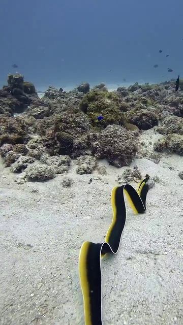 Magnificent Ribbon eel #usa #australia #UK #marinelife #marinemystery #deepocean #scuba #underwater
