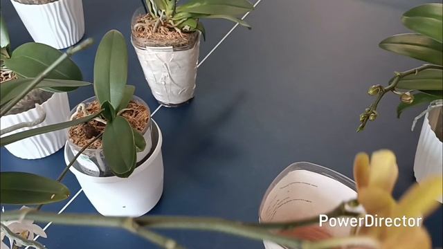Цветут подростки орхидей от Son Ya🌺