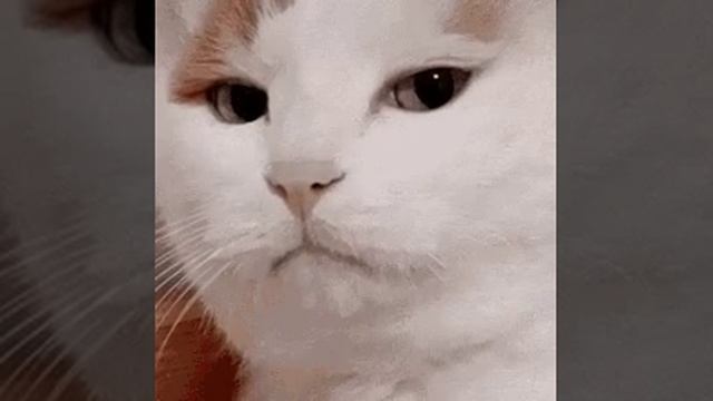 котик