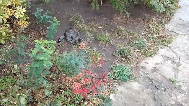 Голодный уличный серый котишко наворачивает корм! ^^