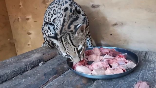 оцелот кушает мясо. (Ocelot cat eats bison Meat)