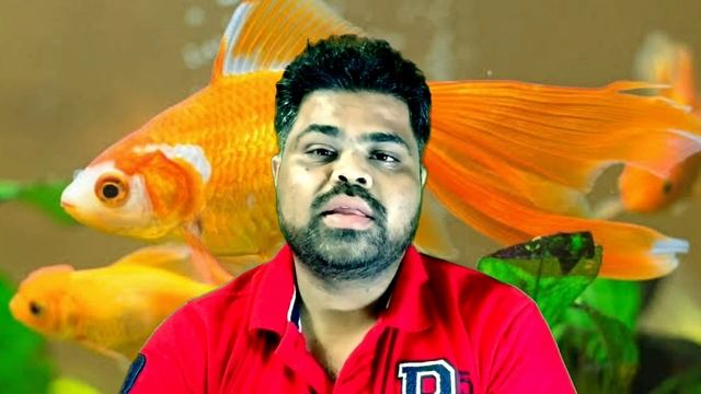 The Perfect Tank Size For Goldfish | गोल्डफिश के लिए सही टैंक साइज क्या है